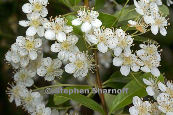 pyracantha aff rogersiana 2 graphic